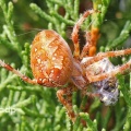 Garden (Cross) Spider (Araneus diadematus) Alan Prowse